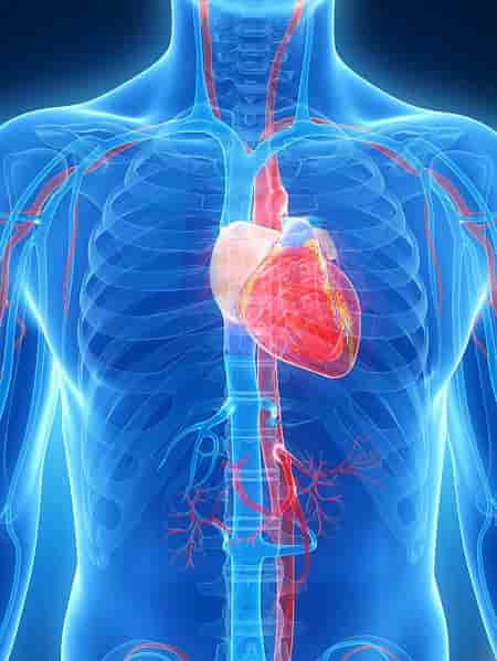 where the heart is located? The facts about will simply blow your mind!